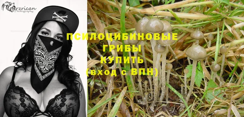 Галлюциногенные грибы Cubensis  Курганинск 